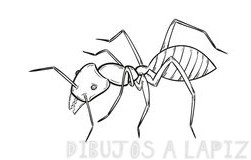 imagenes de hormigas para dibujar