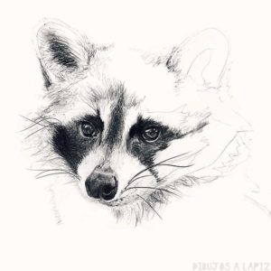 imagenes de mapaches para dibujar