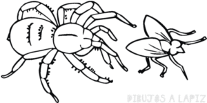 insectos faciles de dibujar
