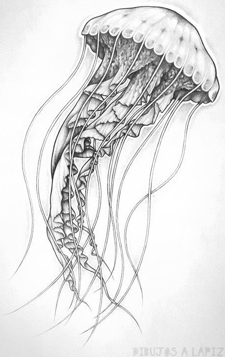 medusa dibujo