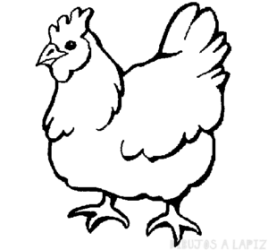 pollo imagen