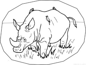 rinoceronte para dibujar