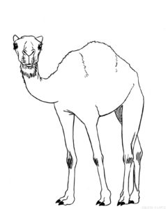 silueta de camello