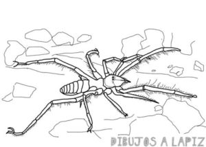 tarantula dibujo