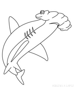 tiburon martillo dibujo