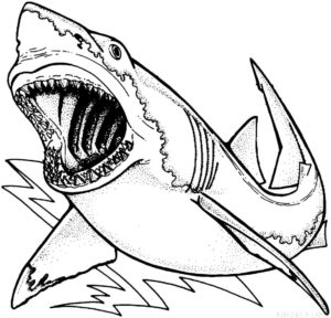 tiburon para dibujar