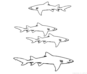 tiburon para pintar
