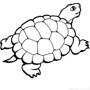 tortugas animadas imagenes