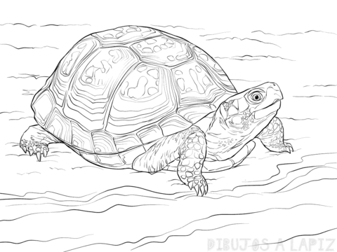 ᐈ Dibujos de Tortugas【TOP】Las Tortugas mas lindas