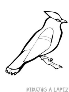waxwing bird coloring page