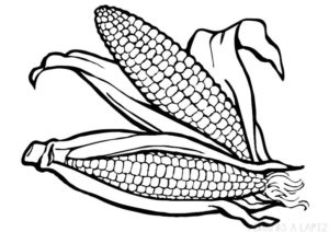 como dibujar una mazorca de maiz