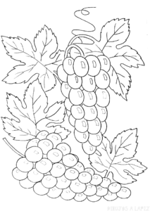 racimo uvas dibujo