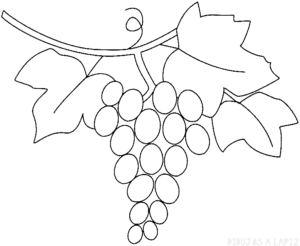 uvas para dibujar