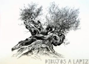 bonsai de olivo