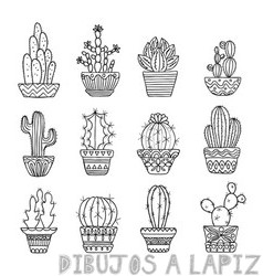 cactus pintados