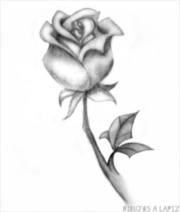 como dibujar una rosa facil y bonita