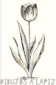 cuadros de tulipanes