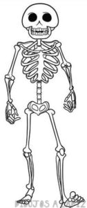 dibujo del esqueleto humano para niños