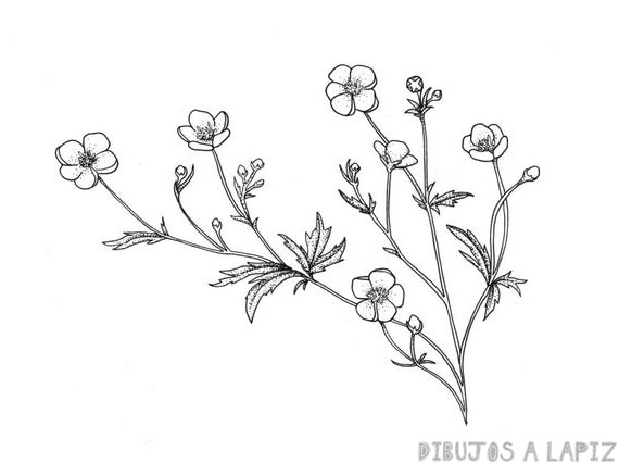 ᐈ Dibujos de Flores【TOP】Gratis y fáciles