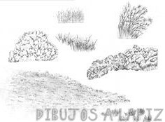 dibujos de hierbas arbustos y arboles