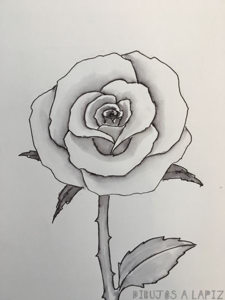 🥇 Dibujos de rosas【+30】Fáciles y Gratis
