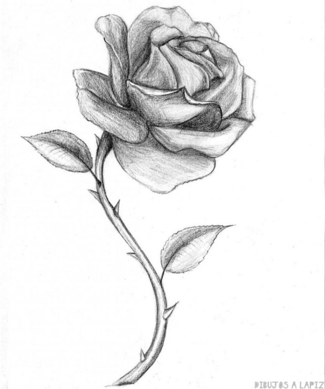 磊 Dibujos de rosas【+30】Fáciles y Gratis