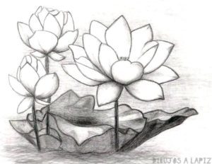 flor de loto para dibujar