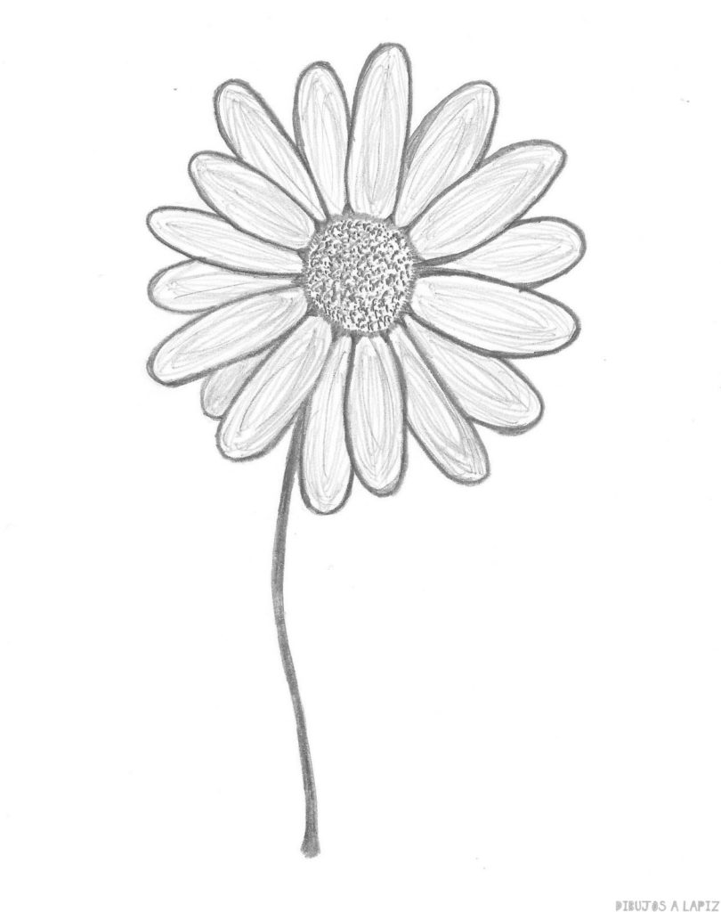 dibujo vectorial de flores de margarita ilustración vectorial de una  hermosa flor con un ramo de flores y hojas de manzanilla lindas páginas  para colorear 19015990 Vector en Vecteezy