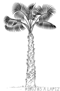 fondos de palmeras