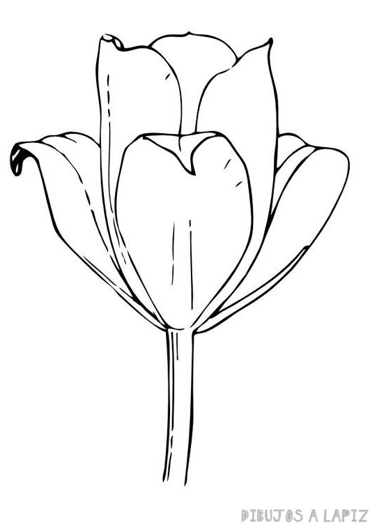 ???? Dibujos de tulipanes【+30】Fáciles y Gratis