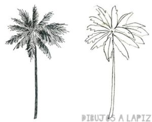 fotos de playas con palmeras