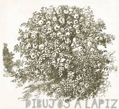 imagenes de arbustos arboles y hierbas