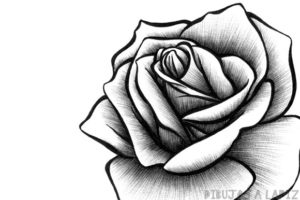 imagenes de dibujos de rosas