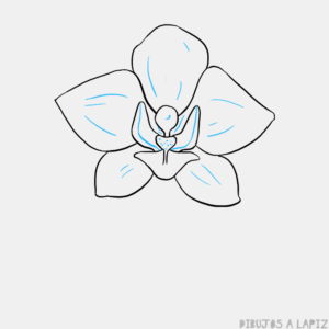 imagenes de la orquidea para dibujar