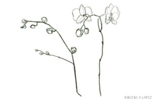 imagenes de orquideas para dibujar
