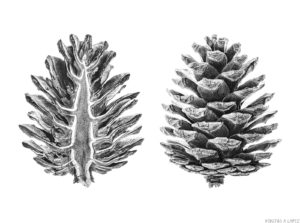imagenes de pinos para dibujar