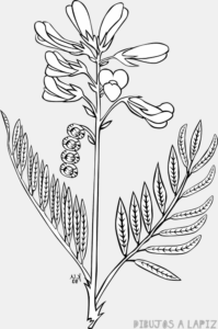 imagenes de plantas para dibujar