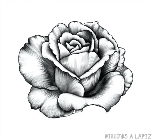 ???? Dibujos de rosas【+30】Fáciles y Gratis