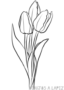 imagenes de tulipanes de colores