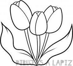 imagenes de tulipanes rosas