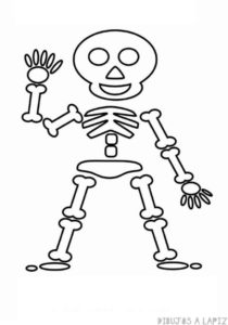imagenes del esqueleto
