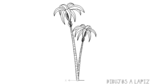 imagenes palmeras playa