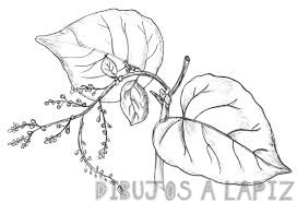 las plantas dibujos