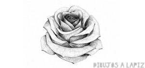 rosas para dibujar faciles