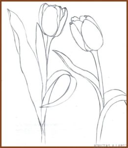 tulipanes colores