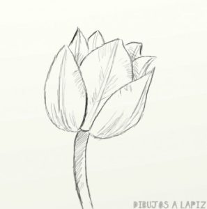 tulipanes para imprimir